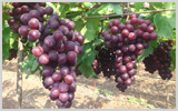 Flame Grapes