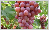 Redglobe Grapes