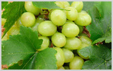 Thompson Grapes